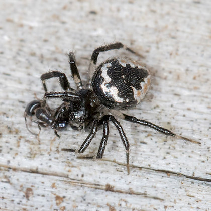 Comb-footed Spider (Euryopis sp) (Euryopis sp)